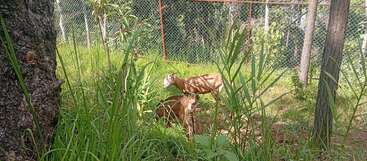 In the image, two brown goats are grazing in a grassy, fenced enclosure surrounded by green plants and trees under sunlight. Shadows and nature are visible.