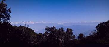 This image captures a breathtaking view of snow-capped mountains under a clear blue sky, with dark green trees and foliage silhouetted in the foreground. Peaceful landscape.