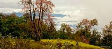 Cette image capture un paysage serein avec de l'herbe verte luxuriante, des arbres colorés et un arrière-plan de montagnes sous un ciel nuageux, évoquant une ambiance paisible et automnale.