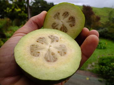 A hand holds a freshly cut guava, displaying its pale green skin and white, juicy interior with visible seeds, set against a blurred garden background.