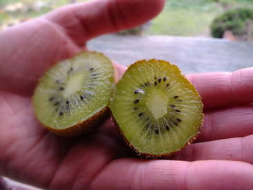 A hand is holding a fresh kiwi fruit cut in half, showing its green flesh, small black seeds, and fuzzy brown skin, outdoors in natural light.