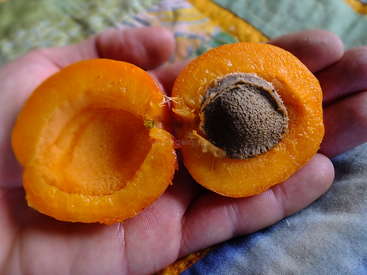 A hand holds a freshly split apricot, revealing its vibrant orange flesh and a large central pit. The background includes a colorful fabric pattern.