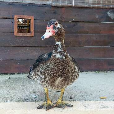 A mottled brown Muscovy duck stands on concrete, facing forward. Behind it, a wooden wall with a small window creates a rustic farmyard background scene.