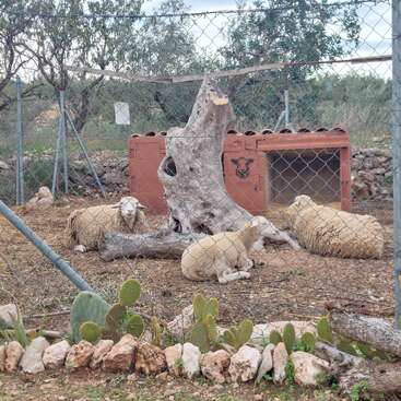 Four sheep rest inside a fenced enclosure with a tree trunk and a red shelter. Cacti and stone border the foreground, with surrounding greenery visible.
