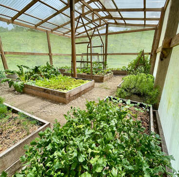 This image shows a greenhouse with raised garden beds containing various leafy green plants and herbs, surrounded by a wooden frame and translucent roof, letting in daylight.