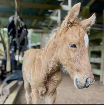 Image en gros plan d'un jeune poulain brun clair avec une tache blanche sur le front, debout dans une écurie rustique en bois sous un toit.