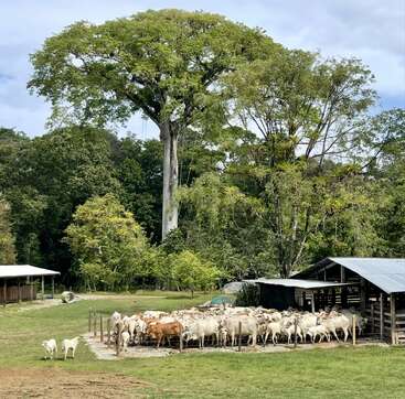 Un troupeau de bovins se rassemble dans une zone clôturée près d'un hangar, entouré d'arbres verdoyants et dominé par un arbre massif et majestueux à l'arrière-plan.