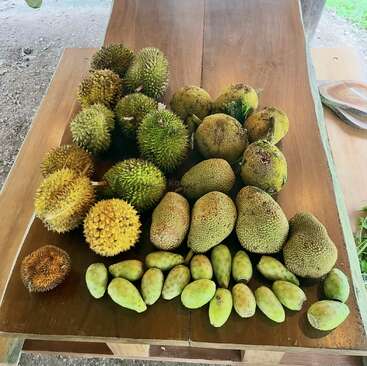 Sur une table en bois sont exposés divers fruits tropicaux à la peau rugueuse et hérissée, dont des durians, des jacquiers et de plus petits fruits verts, probablement originaires d'Asie du Sud-Est.