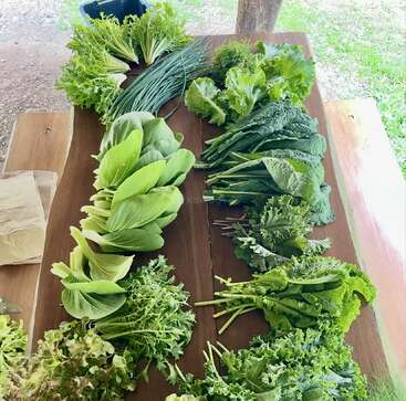 Des feuilles fraîches et des légumes assortis sont soigneusement disposés sur une table en bois à l'extérieur, mettant en valeur une variété colorée provenant probablement d'un jardin ou d'une ferme de la région.