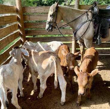 Dans un enclos en bois éclairé par le soleil, un cheval sellé se tient calmement à côté de cinq jeunes veaux, certains bruns, d'autres blancs, rassemblés sur le sol en terre battue.