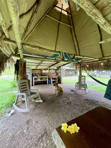 Cet abri rustique en plein air est doté d'un toit de chaume, de poutres en bois, de deux chaises à bascule en plastique, d'un chien, d'un hamac, d'une cuisine ouverte, de fleurs et d'une végétation luxuriante.