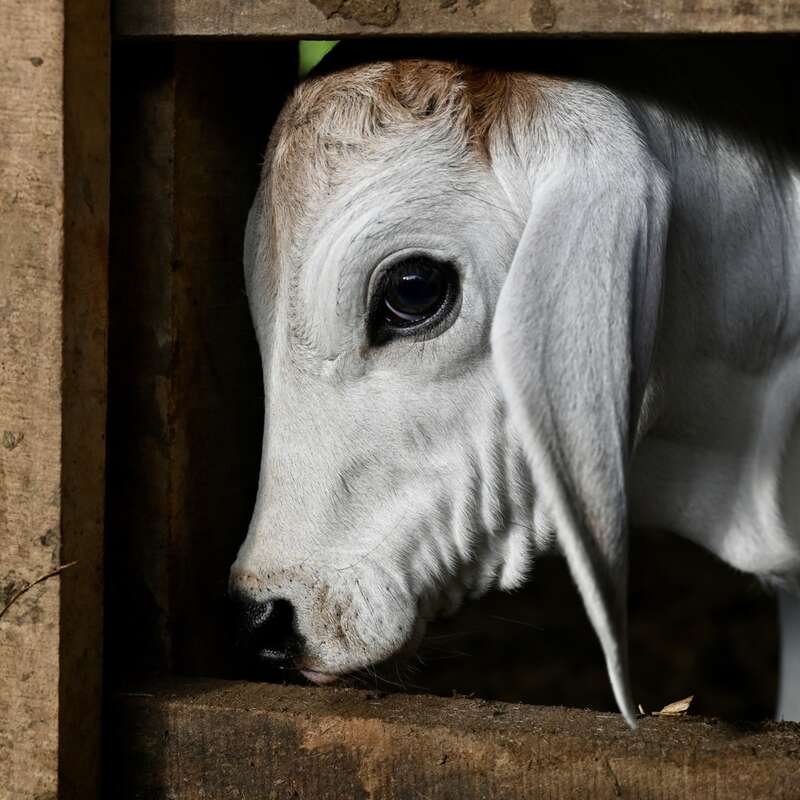 A close-up image of a white calf with big, dark eyes and floppy ears, peeking through a wooden fence in a dimly lit barn or enclosure.