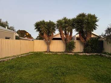Three tall, spiky palm trees stand in a grassy backyard surrounded by a beige metal fence, with houses and evening sky visible in the background. Peaceful scene.
