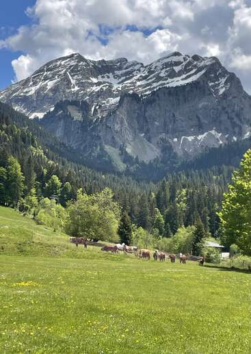 Schneebedeckte Berge ragen über ein üppig grünes Tal empor, in dem Kühe grasen, dichte Wälder stehen, Wildblumen verstreut sind und dramatische Wolken über den strahlend blauen Himmel ziehen. Eine friedliche Landschaft.