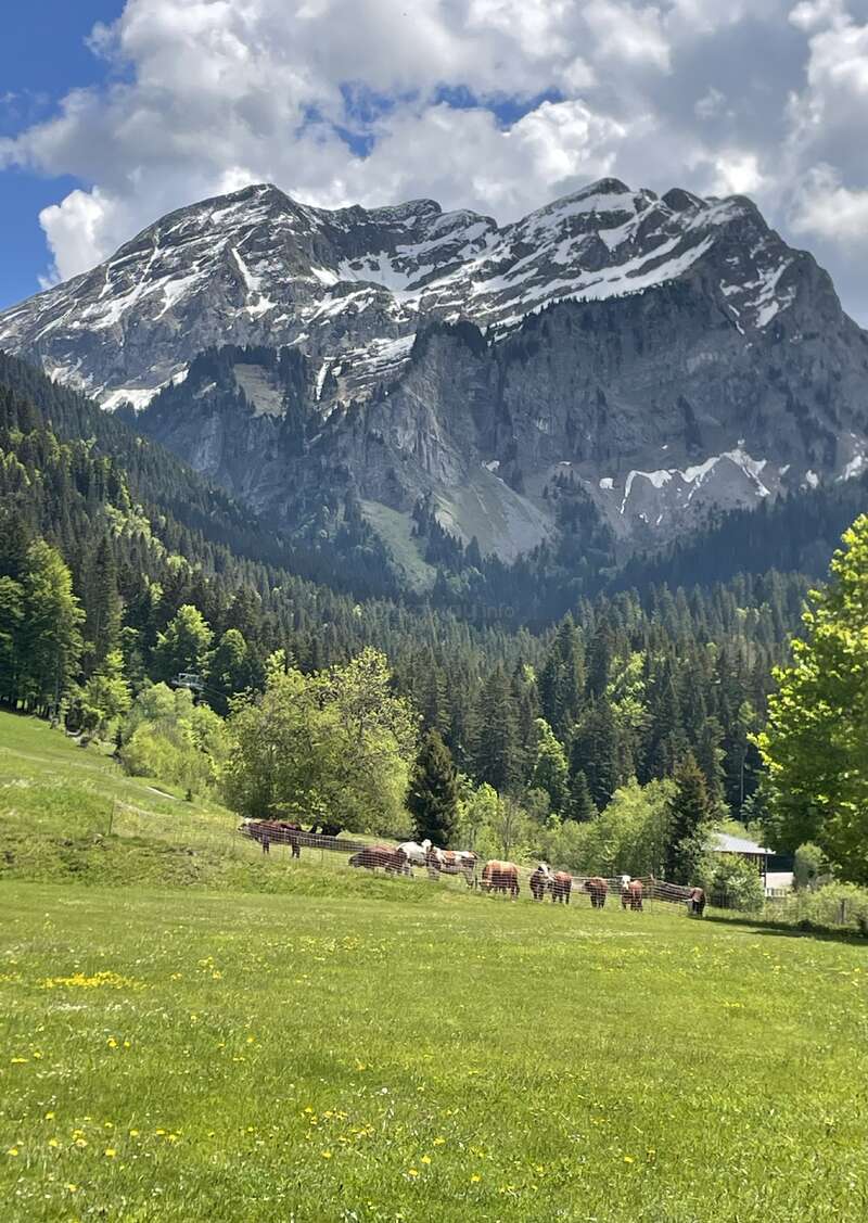 Schneebedeckte Berge ragen über ein üppig grünes Tal empor, in dem Kühe grasen, dichte Wälder stehen, Wildblumen verstreut sind und dramatische Wolken über den strahlend blauen Himmel ziehen. Eine friedliche Landschaft.