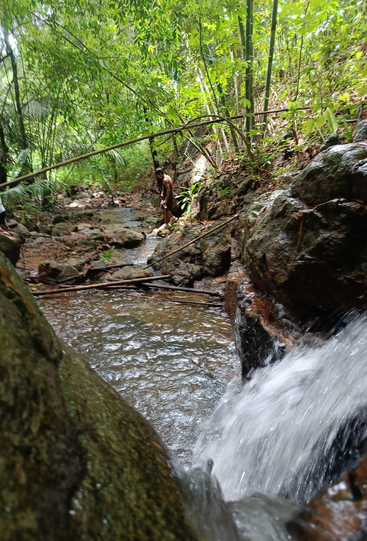 Eine Person steht an einem felsigen Bach in einem üppig grünen Wald. Im Vordergrund fließt Wasser über Felsen, umgeben von hohem Bambus und dichtem Laubwerk.