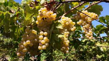 Clusters of ripe yellow-green grapes hang abundantly from leafy vines under the bright sunlight, set against a backdrop of clear blue sky and green foliage.