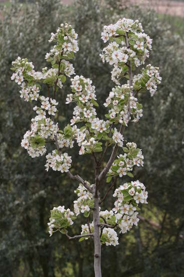 This image shows a young tree covered in clusters of small white blossoms with green leaves, standing against a blurred background of dense, dark green foliage.