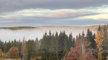 Un paysage d'automne serein avec des arbres denses à feuilles persistantes, un feuillage d'automne coloré et une légère brume sur des collines ondulantes sous un ciel légèrement nuageux au lever du soleil.