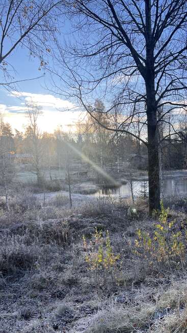 Une scène matinale givrée avec des arbres dénudés, la lumière du soleil passant à travers les branches, un étang calme, des feuilles jaunes clairsemées et une atmosphère rurale sereine sous un ciel bleu clair.