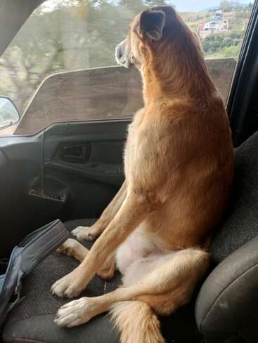 A brown dog sits upright in a car seat, gazing thoughtfully out the window. Sunlight streams in, highlighting its relaxed, almost human-like posture.