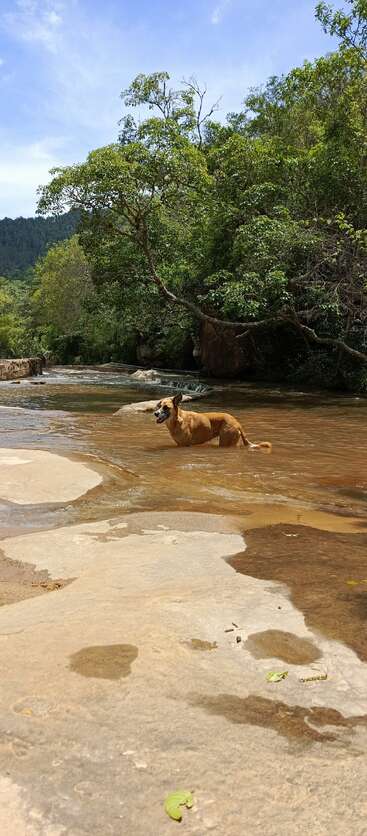 A brown dog stands happily in a shallow river surrounded by lush green trees, mountains in the background, under a bright, clear blue sky. Peaceful nature.