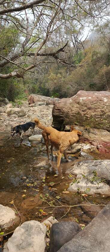 Two dogs explore a rocky stream surrounded by leafless trees and dense forest. Fallen leaves float in the water, creating a peaceful, natural wilderness scene.