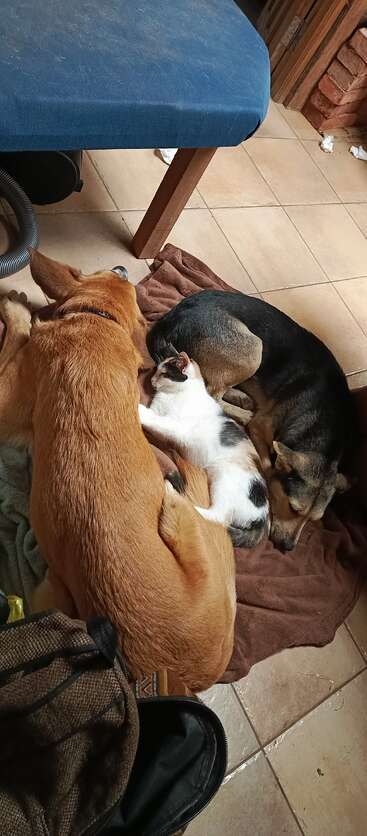 Two dogs and a cat are cuddled together, sleeping peacefully on a brown blanket on a tiled floor, under a blue chair, creating a cozy, heartwarming scene.