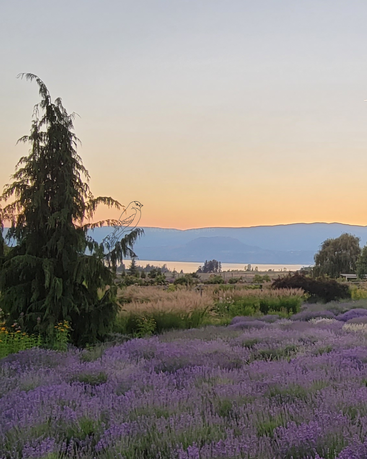 Un paysage paisible au coucher du soleil, avec un ciel coloré, des montagnes au loin, des champs de lavande en pleine floraison et une végétation luxuriante, créant une scène champêtre sereine.