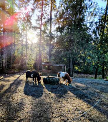 Dos ponis pastan junto a un neumático grande en una zona boscosa bañada por el sol. Los rodean árboles altos que proyectan largas sombras, con un cobertizo rústico al fondo.