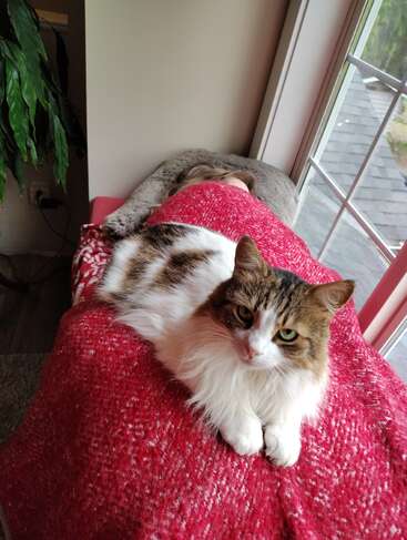 Un gato de pelaje esponjoso, blanco y marrón, está sentado sobre una manta roja que cubre a una persona, junto a una ventana, creando una escena acogedora y tranquila.
