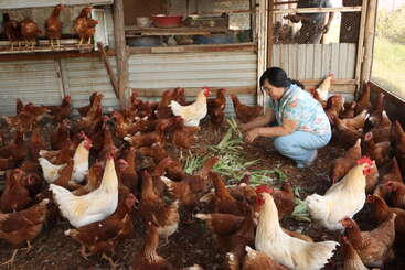 Une femme est accroupie à l'intérieur d'un poulailler, donnant des légumes verts à de nombreuses poules brunes et blanches. Les poules l'entourent avec impatience, picorant la nourriture.