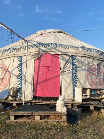 Un chat blanc est assis sur une palette en bois devant une yourte traditionnelle avec une porte rose, des motifs ornés et un ciel bleu clair au-dessus.