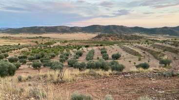 This image shows a rural landscape with rows of olive trees, rolling hills, dry grass, and a partly cloudy sky, creating a peaceful and natural scene.