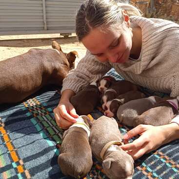 A woman is lying on a blanket with a group of small brown puppies, with a larger brown dog nearby, in a sunny outdoor setting.