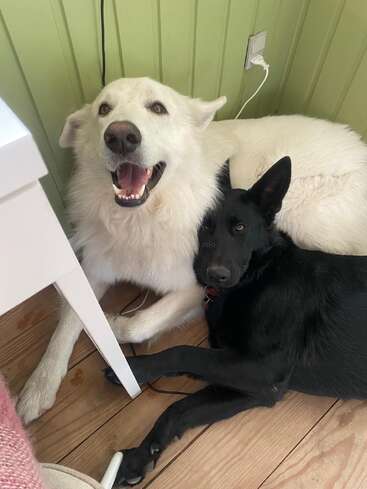 Two large dogs, one white and one black, are cuddling together on a wooden floor by a green wall, looking relaxed and happy indoors.
