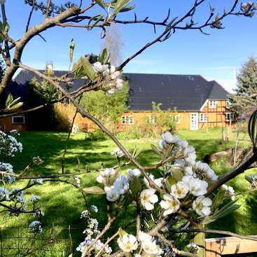 Das Bild zeigt eine ruhige Szene mit einem Haus mit schwarzem Dach und gelben Wänden, umgeben von üppigem grünen Gras und Bäumen, mit weißen Blumen im Vordergrund.