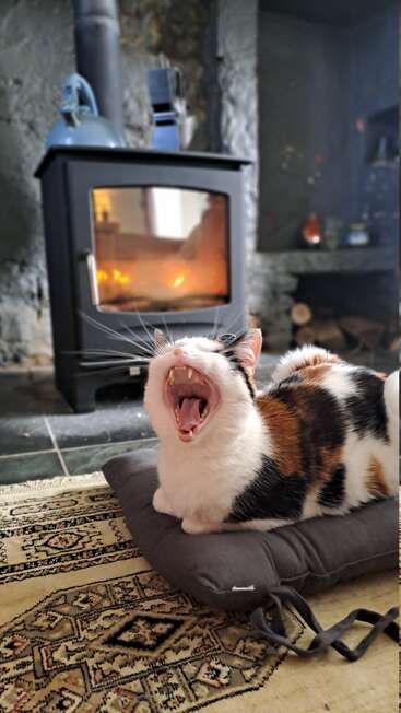 Um gato malhado boceja enquanto descansa sobre uma almofada perto de um aconchegante fogão a lenha. O fogo brilha com um calor reconfortante, criando uma atmosfera tranquila e acolhedora.