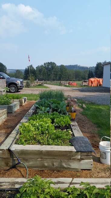 Um canteiro elevado e cheio de vida, com verduras folhosas, cresce em um cenário rural. Perto dali, um caminhão, um celeiro e uma bandeira canadense completam a tranquila cena da fazenda.
