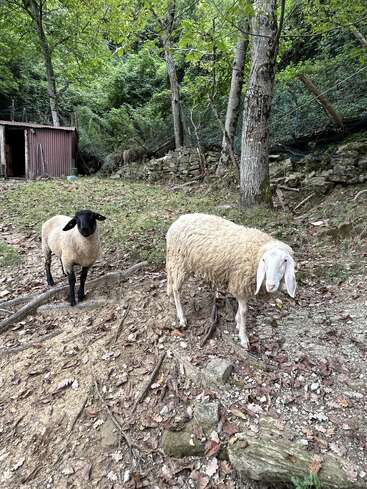 Duas ovelhas estão em uma encosta arborizada e com terra. Uma tem o rosto e as pernas pretas, a outra é branca. Você pode ver a folhagem verde e um pequeno galpão.