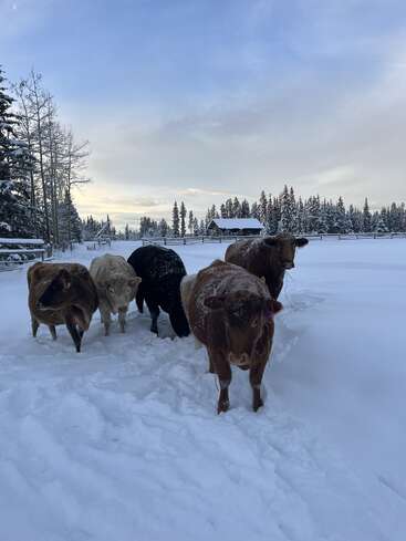 Six cows walk through deep, snowy ground in a fenced winter pasture. Pine trees, a barn, and a cloudy, blue sky create a peaceful, rural scene.