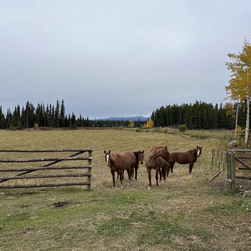 Four horses stand near a rustic wooden gate in a grassy pasture, surrounded by trees and cloudy skies, with mountains faintly visible in the distance.