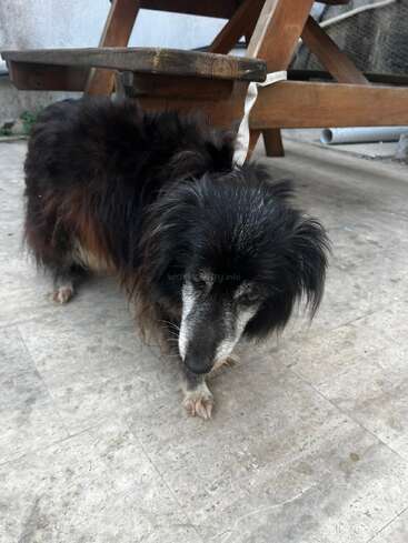 Dieses Bild zeigt einen alten, schwarz-grauen Hund mit langem Fell, der auf einem Steinboden steht, an eine Holzbank im Freien angebunden ist und nach unten schaut.