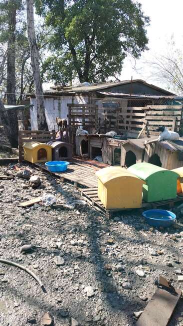 Mehrere Hunde ruhen auf und um behelfsmäßige Zwinger in einem rauen Außenbereich. Näpfe und Unterstände sind verstreut, was auf eine bescheidene Tierrettung oder ein Tierheim schließen lässt.