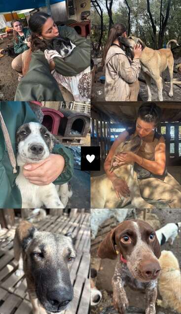 Diese Collage zeigt Freiwillige, die sich in einem Tierheim um Hunde kümmern und sie trösten. Sie zeigt die Liebe, das Mitgefühl und die Verbundenheit zwischen Menschen und Tieren in Not.