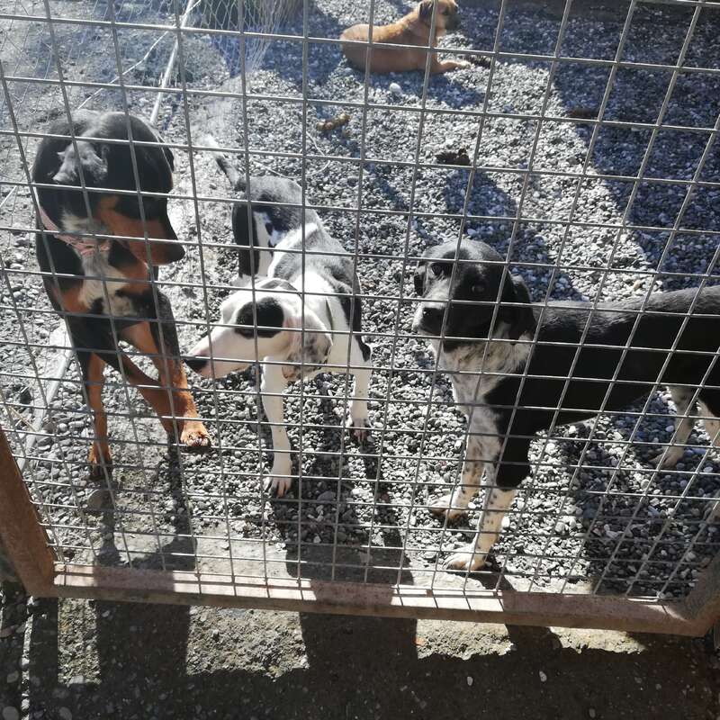 Das Bild zeigt drei Hunde, die hinter einem Metallzaun stehen, und einen vierten Hund, der im Hintergrund auf Kies liegt - alle scheinen in einem Zwinger im Freien zu sein.