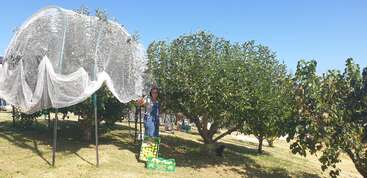 A woman stands in an orchard beside apple trees, one covered in protective netting. Boxes of harvested apples are on the grass under a clear blue sky.