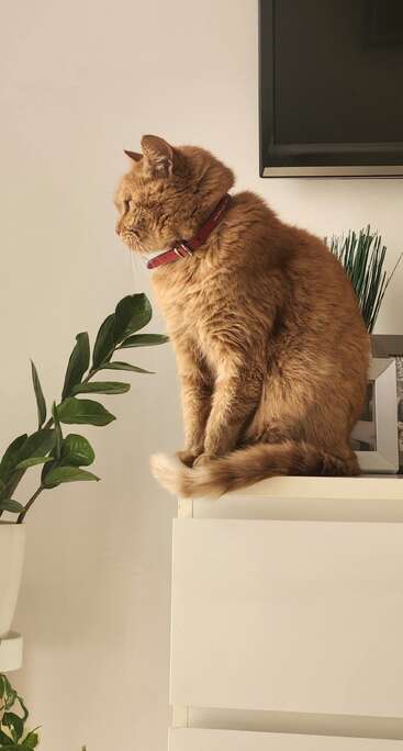 Um gato ruivo com uma coleira vermelha está sentado em uma cômoda branca, olhando para a esquerda. Há plantas verdes e uma TV no plano de fundo minimalista.