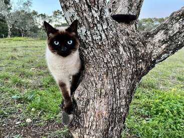 La imagen representa a un gato siamés de llamativos ojos azules, encaramado al tronco de un árbol, mostrando su característica cara marrón oscura y su cuerpo marrón claro.