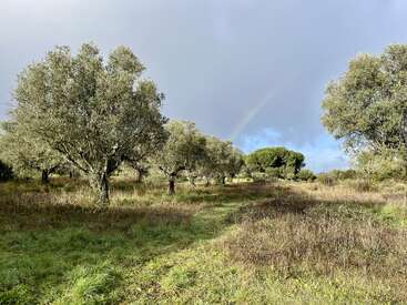 La imagen representa un paisaje sereno con olivos, hierba y un arco iris sobre un cielo azul, evocando una sensación de belleza natural y tranquilidad.